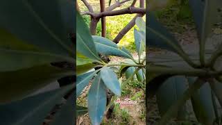 Alstonia Plant 🌱🌱 alstoniaplant plants nature naturephotography naturelovers youtube sorts [upl. by Larry]