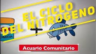 El ciclo del nitrogeno en un acuario [upl. by Hola]