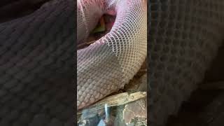 Beautiful and Satisfying Snake Shed🙌🤩 [upl. by Anh]