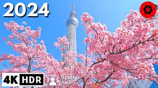 Tokyo Cherry Blossoms 2024 Begins 4K HDR Spatial Audio [upl. by Voletta]