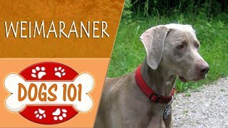 Dogs 101  WEIMARANER  Top Dog Facts About the WEIMARANER [upl. by Dlonyar233]