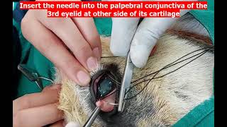 Third eyelid flap technique for supporting corneal ulcer Experimental model in donkey [upl. by Haimirej]