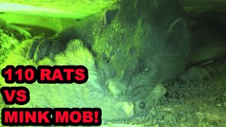 INFESATION of Rats vs Mob of Mink and Dogs [upl. by Brieta]