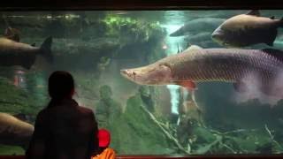 ZooVets Arapaima Procedure [upl. by Oxford]