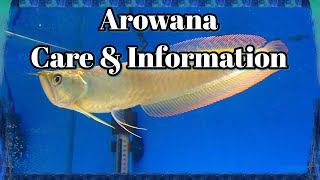 Arowana Care and Information [upl. by Recnal]