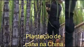 plantio de cana na China cane cutting in China [upl. by Aneen]