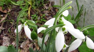 Galanthus elwesii [upl. by Iolande]