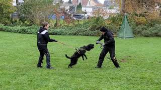 Hasenhirsch Qualle 1 Jahr beim Schutzdiensttraining [upl. by Truk422]