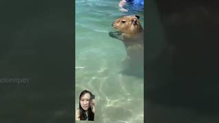 Capybara swimming happy capybararush capybaras capybara [upl. by Yecaw]