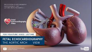 Fetal Echocardiography Aortic Arch View [upl. by Beisel]