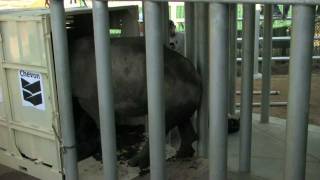 Rhinos at the Houston Zoo Their Story [upl. by Rolando785]