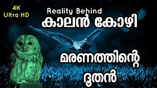 കാലൻ കോഴി മരണത്തിന്റെ ദൂതൻ  Reality Behind Mottled Wood Owl  Intelligent Riddles Malayalam [upl. by Airad436]