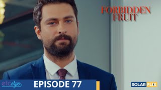 Forbidden Fruit Episode 77  FULL EPISODE  TAGALOG DUB  Turkish Drama [upl. by Rivard947]