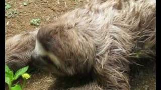 Sloth Sanctuary  Costa Rica [upl. by Jeramie]