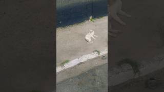 animais pets  gatinho fofo tomando banho de sol  cat youtubeshorts [upl. by Annahtur]