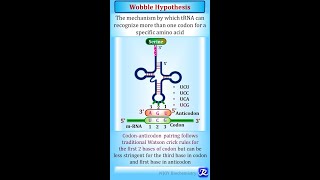 Wobble hypothesis in one minute [upl. by Elenaj113]