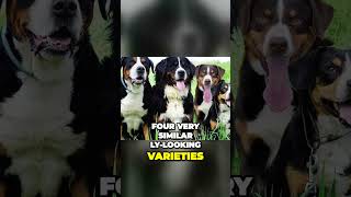 Four Swiss Mountain Dogs Sennenhunds [upl. by Gabi]