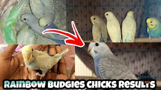 Rainbow female  clearwing male budgies  4 chicks results explain in தமிழ் [upl. by Neirb]