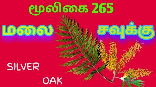 சவுக்கு மரம்நாட்டு சவுக்குsilver oakgrevillea Robustaஅலசல்Alasal [upl. by Banebrudge]