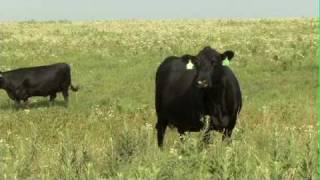 Eby Ranch Co  Angus Cattle [upl. by Ayokahs]