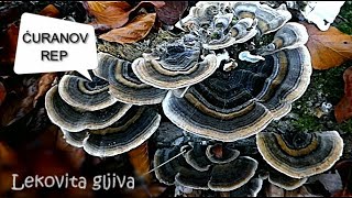 Ćuranov rep Trametes versicolor  Lekovita gljiva [upl. by Mitran278]