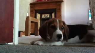 Beagle puppy howling and playing [upl. by Nnairb]