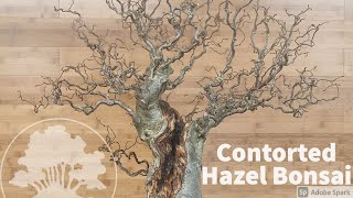 Contorted Hazel Bonsai Refinement amp Repot  Greenwood Bonsai [upl. by Warfield333]