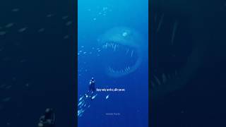 Most Dangerous Megalodon Sark In Sea ☠️🌊  shorts mystery facts [upl. by Tiffany]