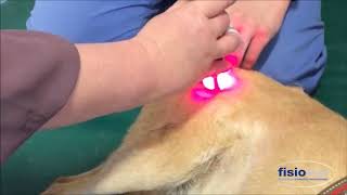 Laser Veterinario Lumix trattamento ANTALGICOLumix veterinary laser ANTALGIC treatment [upl. by Ahsoym811]