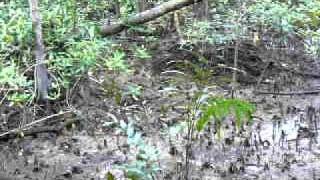 Knee roots of mangrove plants in Singapore [upl. by Rheingold]