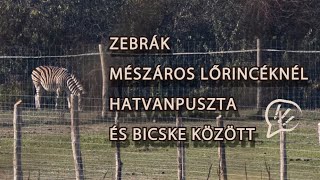 Zebrák Mészáros Lőrincéknél Hatvanpuszta és Bicske között [upl. by Massingill]