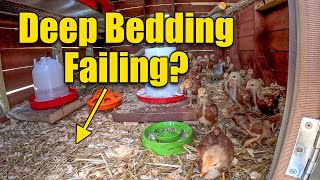 Chicken Coop Deep Bedding is Yours Failing [upl. by Eesdnil458]