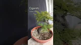 Espinillo Vachellia caven [upl. by Helsa]