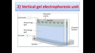 Vertical Gel Electrophoresis and SDS PAGE [upl. by Prussian483]