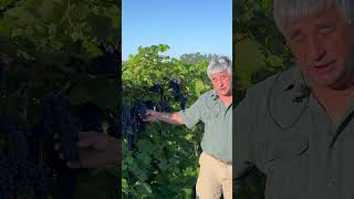 Harvest Kicks off at Wollersheim in Wisconsin 🍇 [upl. by Hughett]