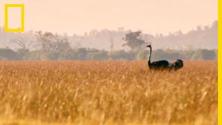 Lautruche bipède le plus rapide au monde [upl. by Mahan207]