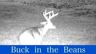 Whitetailed Deer in the Soy Bean Field  Trail Cam Set to Ambient Music [upl. by Sihunn201]