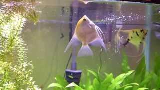 Whats wrong with my fish swim bladder problems [upl. by Dloreg148]