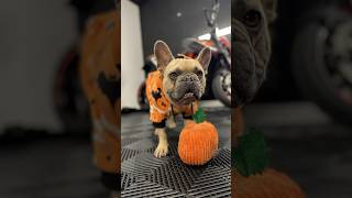 Dukes Halloween Chaos at Work  shopdog frenchielife frenchies detailingworld bulldog [upl. by Iiette]