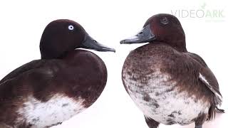 Pair of critically endangered IUCN and federally endangered Madagascar pochards Aythya innotata [upl. by Notslah62]