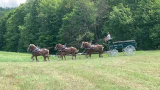 Fryeburg Fair Show Horse amp Pony [upl. by Stanfield]