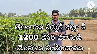 2 years kesar mango plants DELIVERY TELANGANA NIRMAL DISTRICT [upl. by Gimpel]