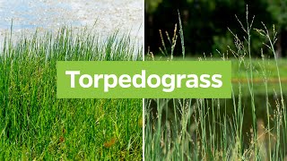 Torpedograss Panicum repens  Plant Identification [upl. by Aninaj]