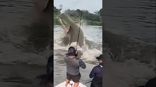 Giant Catfish Caught by Angler 🦭🐟🐲🐙 giantcreature derpseafishing [upl. by Yvan]