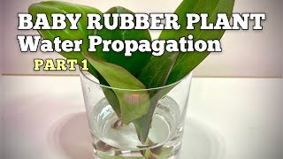 How to Propagate Baby Rubber Plant in Water Peperomia Obtusifolia PART 1 [upl. by Ecnerrat]