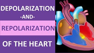 Action potentials in cardiac myocytes  Circulatory system physiology  NCLEXRN  Khan Academy [upl. by Iror16]