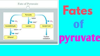 Fates of pyruvate in hindi [upl. by Ednutey]