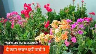 🪴मार्च में कलंचो के ऊपर यह काम ज़रूर करें‼️ How to take care of kalanchoe in summers🌿 [upl. by Chard]