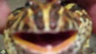 Pacman Frog Growls for 12 Seconds Straight [upl. by Paddy]