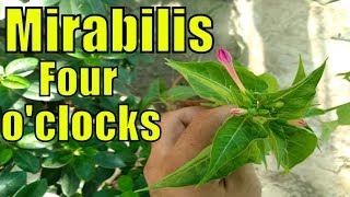 Mirabilis Jalapa  Four Oclocks Plant  Ye Plant 4pm Ko Flower Open Krta Hai [upl. by Calise]